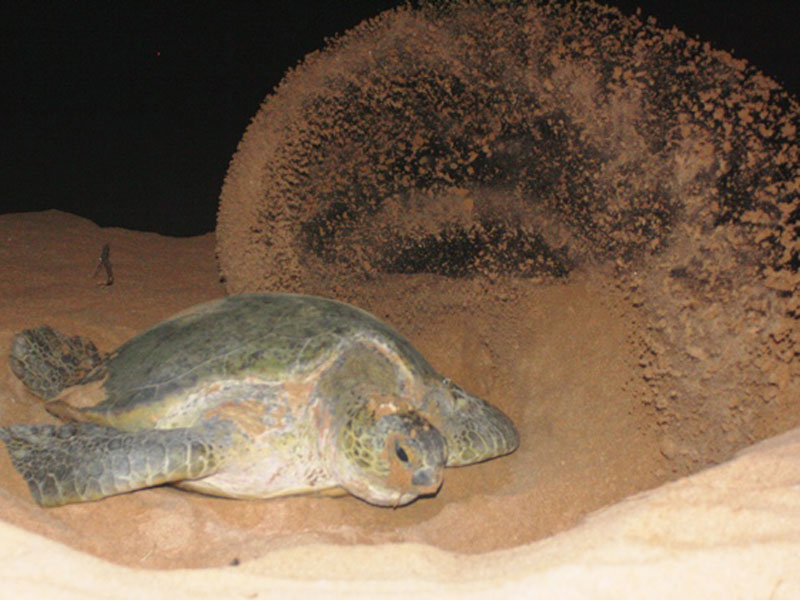 Sea turtle nesting scene linked to Rekawa Turtle Watch